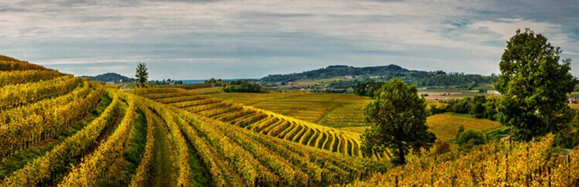 Rodaro_Vineyard_Autumn